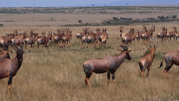 Topi, damaliscus korrigum, Ostrich, Group running through Savannah, Masai Mara Park in Kenya