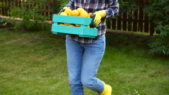 Happy Woman Hands Holding a Crate with Fresh Ripe Organic Lemons on Farm