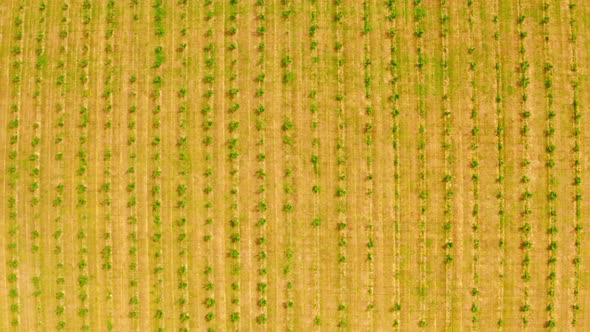 Drone Flies High Above Land with Orchard Countryside