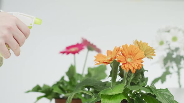 Sprinkling water on orange gerberas