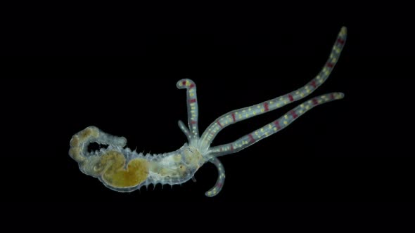 Worm Polychaeta of Family Terebellidae Under the Microscope Phylum Annelida