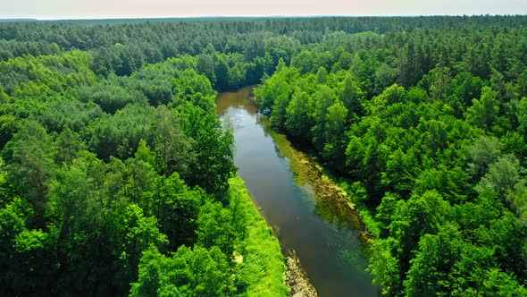 River and green forest in sunny summer, Poland