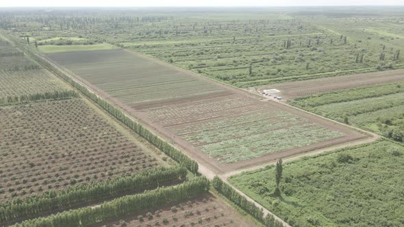 Aerial drone view flight over different agricultural fields sown in Samegrelo, Georgia