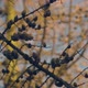 Lots of cones on bare branches of European larch in the middle of snowless winter - VideoHive Item for Sale