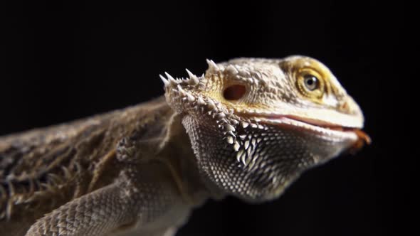 Process of Feeding of Bearded Agama Dragon with Insect Cockroach at Home on Carpet