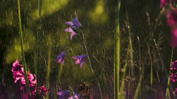 Bluebell Flowers