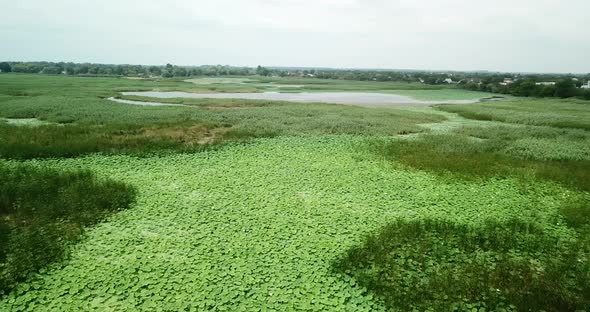 Lake of Lotuses. Pink Lotuses in the Water, Aerial View.