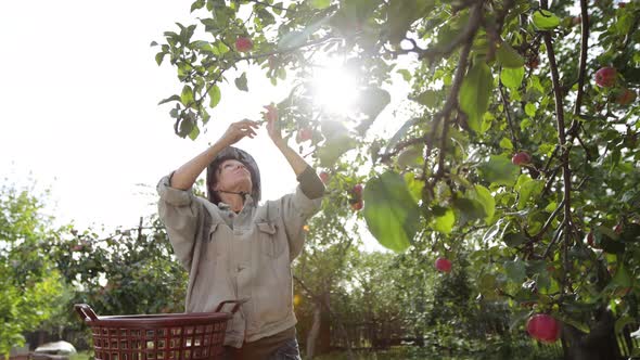 Apple Harvesting. 