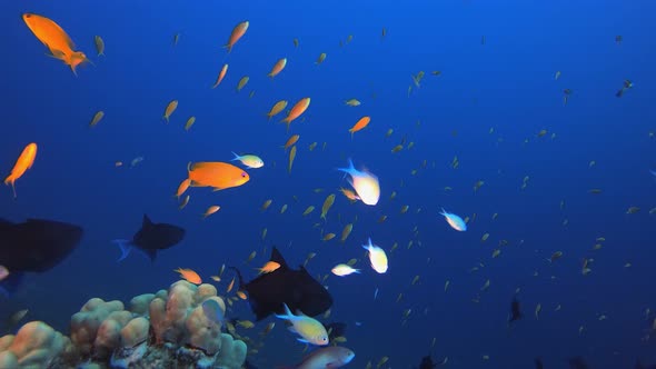 Tropical Fish Corals Marine Reef