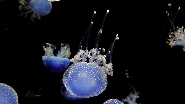 Some blue white spotted rhizostoma jellyfish swim in the water against a black background.