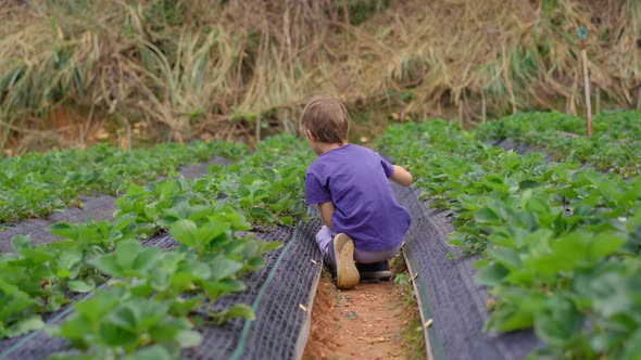 A Little Boy Collects Strawbery on an Eco Farm. Ecoturism Concept