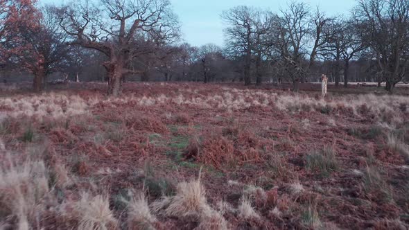 Fast low drone shot of Richmond park in autumn