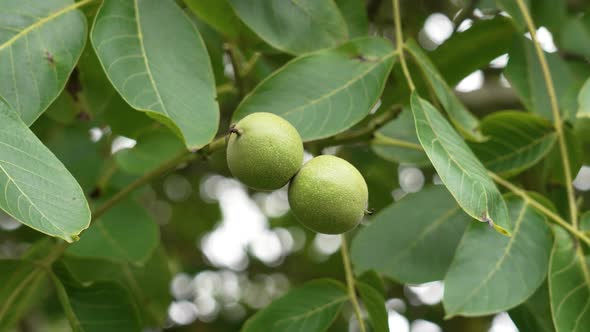 Walnut tree with green nuts and foliage in summer. Food in the wild