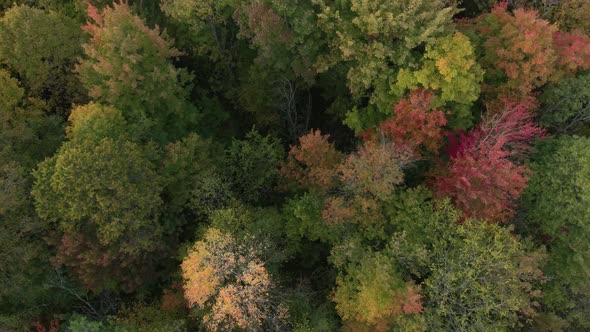 Drone flying overhead of a nice forest with a few colors from fall season