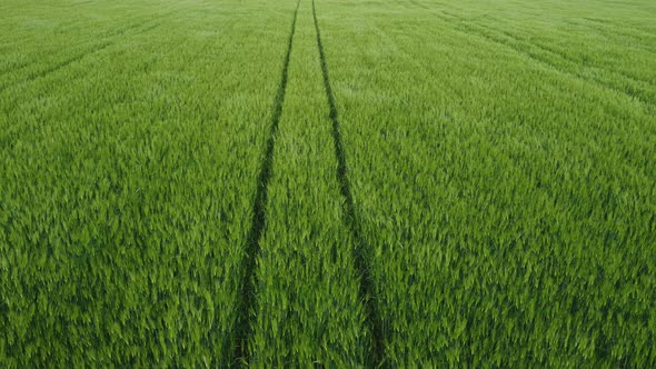 Aerial View on Green Wheat Field in Countryside