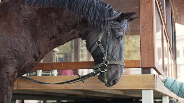 Little Girl with a Beautiful Black Harnessed Horse