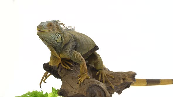 Iguana on Wooden Snag Isolated on White Background