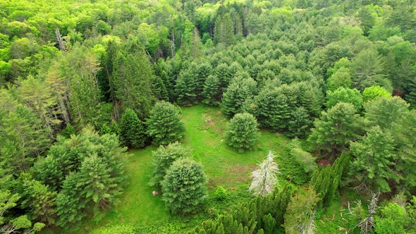 aerial drone video footage of a meadow in a dense pine forest and deciduous forest on a sunny, beaut