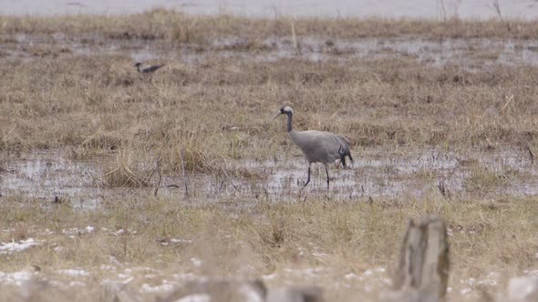 A common crane and a hooded crow foraging in wetland, Sweden, wide shot pan left