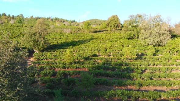 Unique aerial view flying over tea plantation on hill, tea crops in row pattern