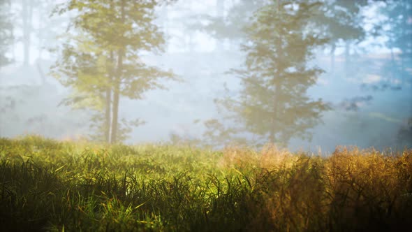 Trees with Shadows in Forest Against of Sunshine