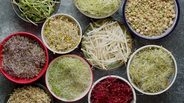 Top View of Various Kinds Microgreens Sprouts in Colorful Bowls. Shoots of Radish, Cabbage, Garlic