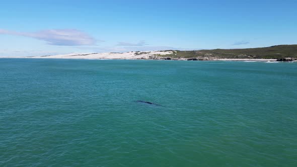 Aerial view of southern right whale close to beach, Western Cape, South Africa.