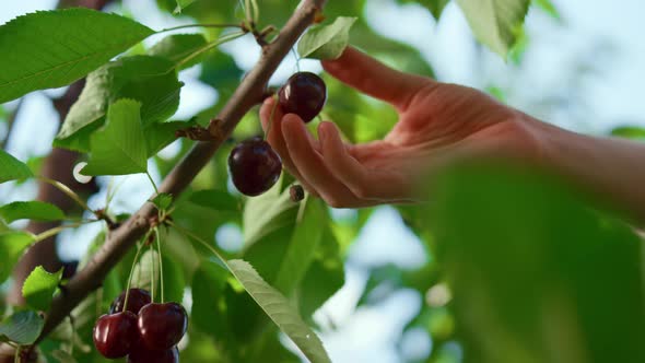 Hand of Farmer Collecting Red Berry on Plantation Closeup