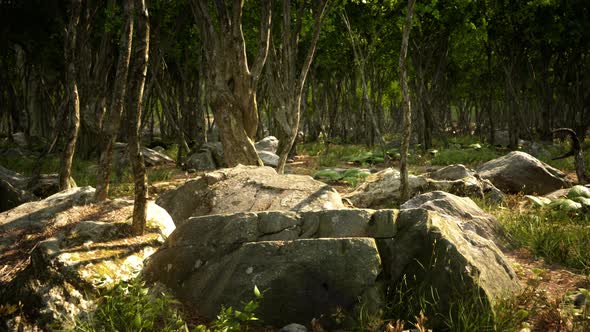 Roots of a Tree in a Misty Forest