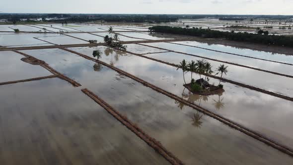 Aerial view rice paddy field in cultivation