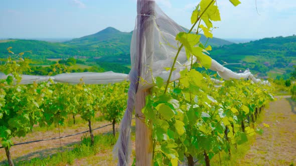 Green Grape Plants Grow in the Italian Hills