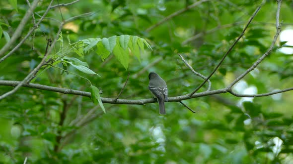 Beautiful grey bird perched on a branch amid bright green foliage. Static.