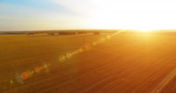 Mid-air Flight Over Yellow Wheat Rural Field