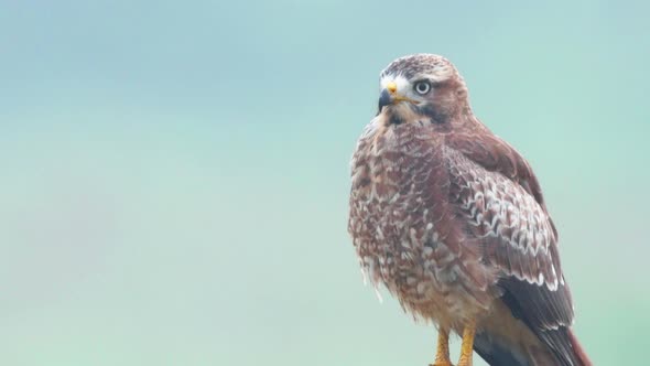 Close Up of a White Eyed Buzzard as it watches the near by grassland for any small birds or reptiles