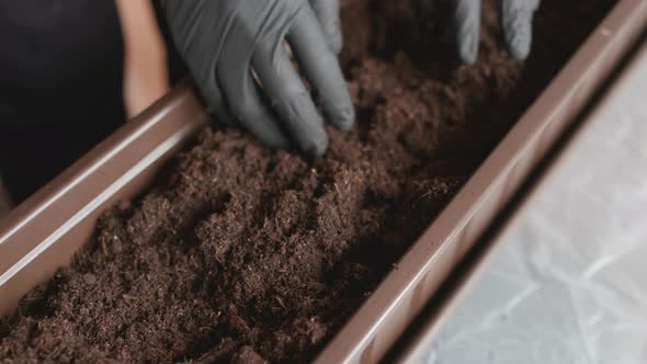 Woman Hands Preparing Ground or Soil for Planting Plants in the Pot