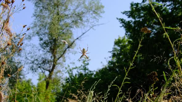 Large Spider Closeup on a Web Against a Background of Green Nature in Forest