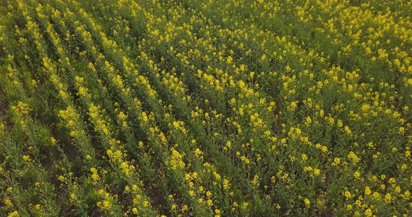 Aerial Survey Of Rapeseed Field In Spring, 4 K