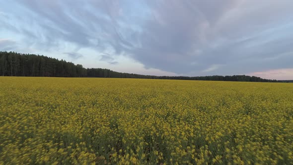 Aerial shot of a large field with yellow flowers at evening 01