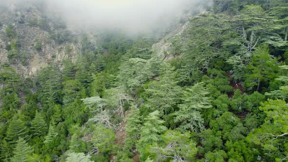 Misty Fog Blowing Over Pine Tree Forest Rainy Weather in Mountains