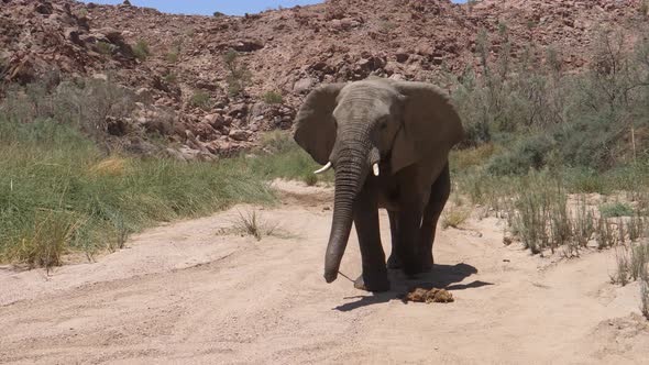 Bull desert elephant walks wild towards the camera 