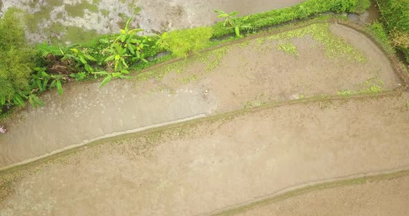 view of a farmer hoeing a rice field taken from drone camera. Asian countryside. rice planting prepa