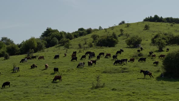 Group of Cows Grazing on Green Meadow, Small Forest and Mount Karachay-Cherkess Republic