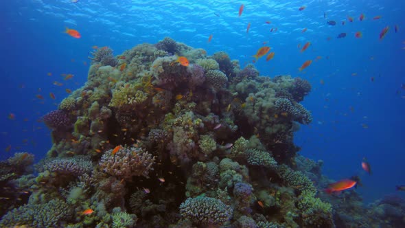 Tropical Underwater View