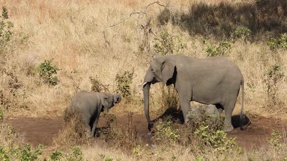 African Elephants Drinking Water - Kruger National Park