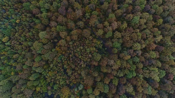Aerial: Beautiful Autumn Forest with Colorful Foliage. Natural Autumn Background.