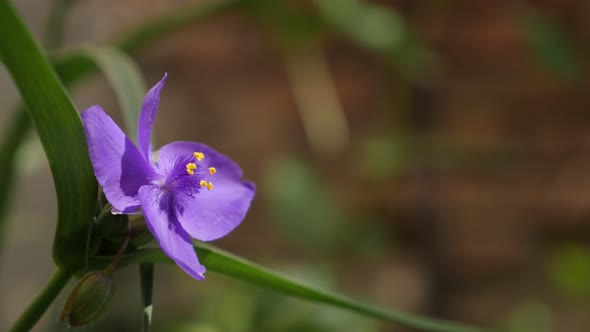 Beautiful purple spiderwort flower close-up 4K 2160p 30fps UltraHD footage - Hidden garden plant  Tr