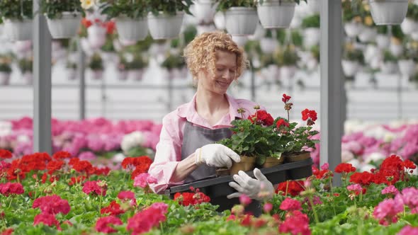 Blond Curly Woman Florist Grows Flowers in Pots