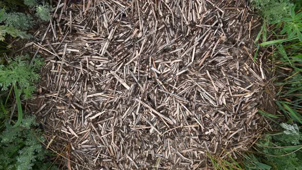 Big Anthill Surrounded By Green Grass, Top View. Ants Provide Life for Anthill