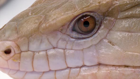 Macro close-up of reptile eye
