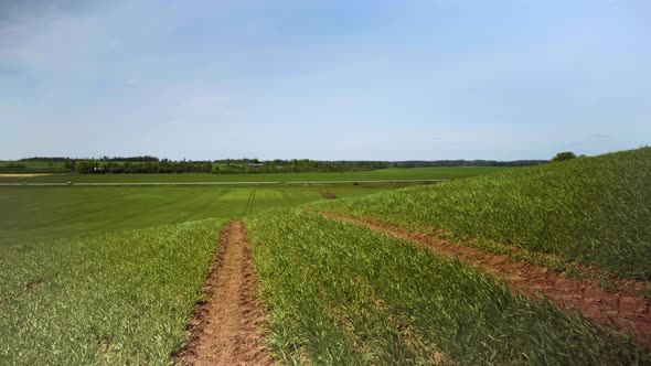 Gusty wind sways green crops